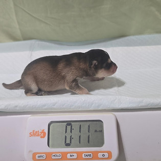 Blue Male Pomsky.jpg