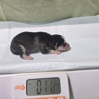 Black Male Pomsky.jpg