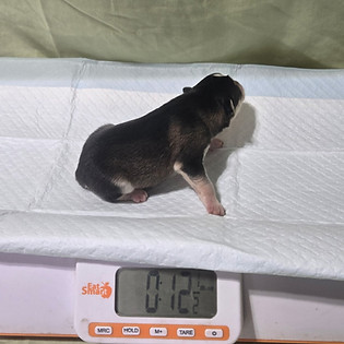 Brown Male Pomsky.jpg