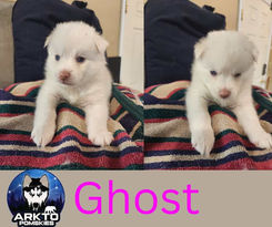 F3 Pomsky puppy , Gibbons Alberta