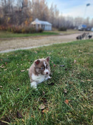 F3 Pomsky puppy , Gibbons Alberta