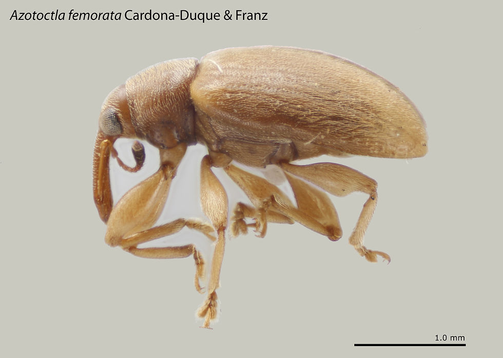 Azotoctla femorata 