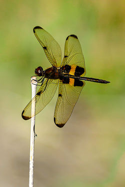 Yellow Striped Flutterer Dragonfly