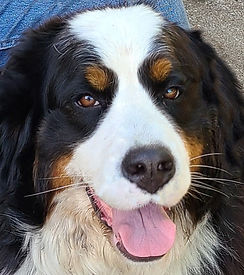 Lucy... 6-24-21 wix pic.._edited.jpg