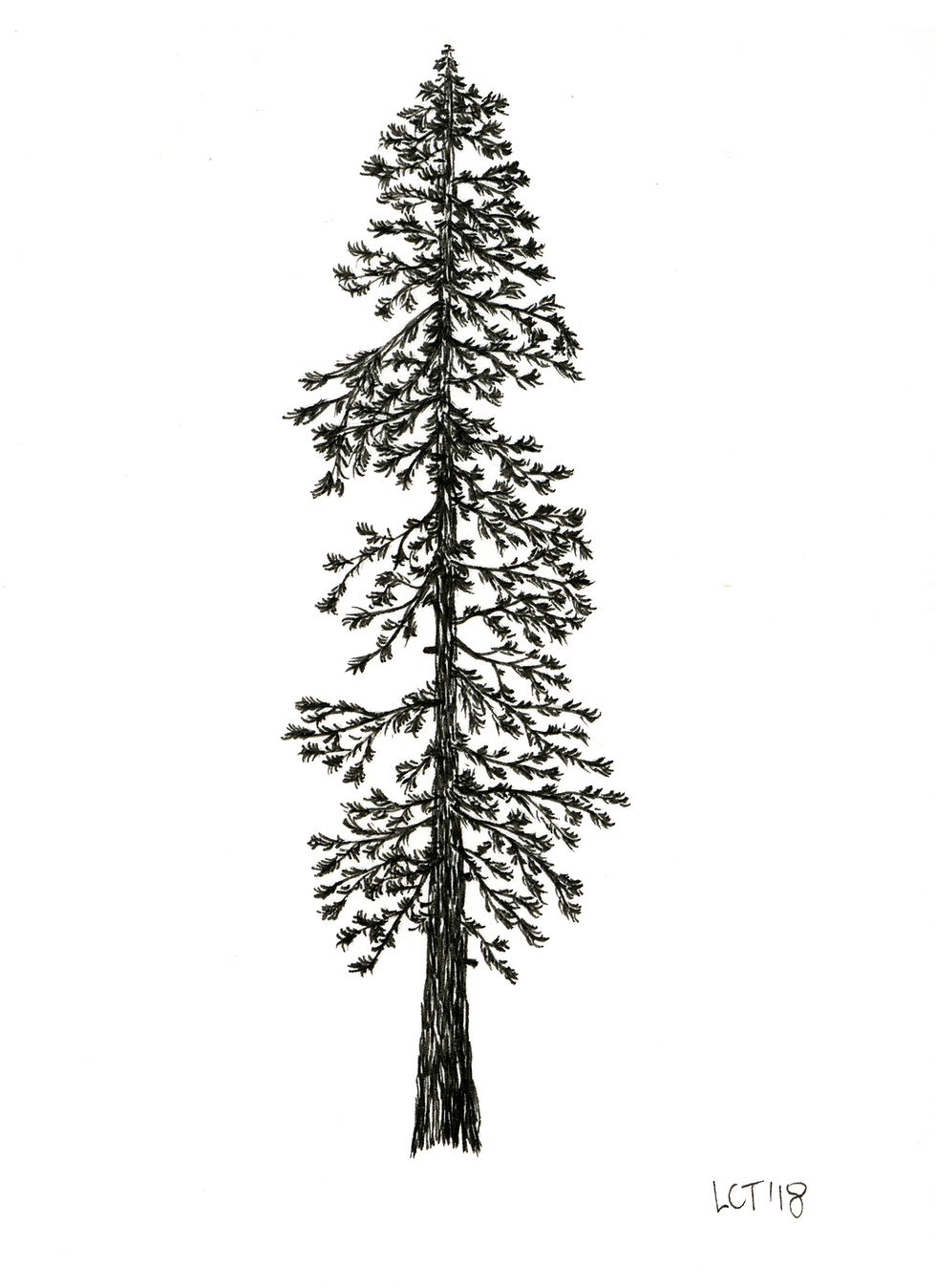 Thumbnail: Douglas Fir Cards