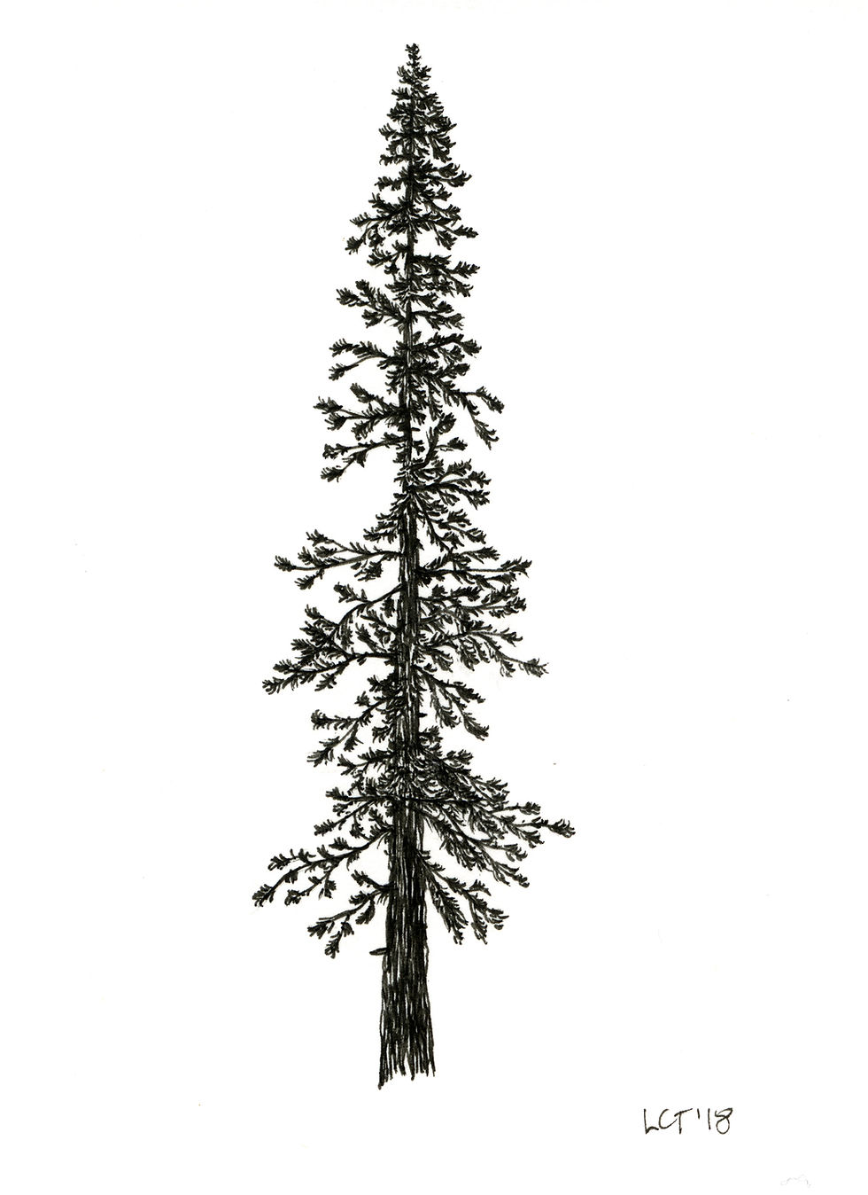 Thumbnail: Douglas Fir Cards