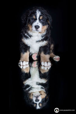 12604748_1228118220535922_3107183096441786897_o