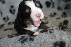 12347935_1203757486305329_7223003842424417658_n