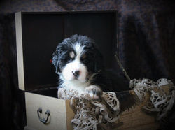 14650724_1453785211302554_1726439780885669047_n