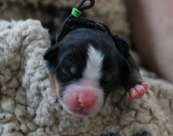 12301512_1196201580394253_2599272112637279491_n