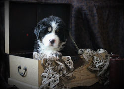 14725764_1453785251302550_408199827154300121_n