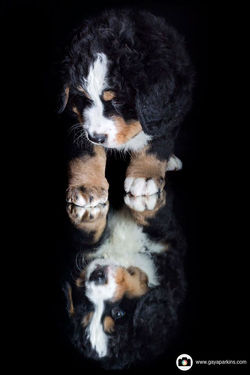 12489465_1228119050535839_4006245837265813047_o