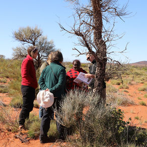 From wood to charcoal: understanding wood anatomy and fire signatures in Australian archaeology