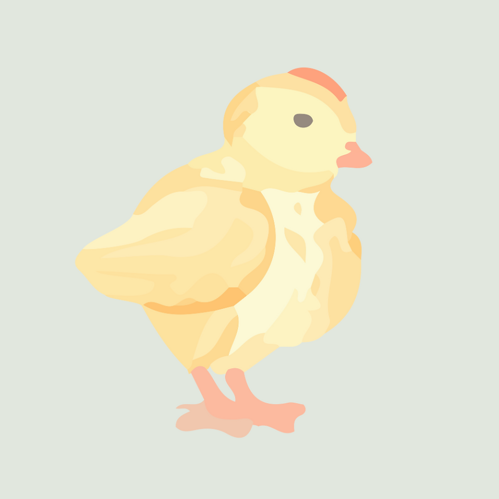Raising Happy and Healthy Baby Chicks