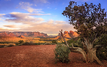 Scenic image of Cathedral Rock in Sedona, Arizona in the evening light with an old tree in