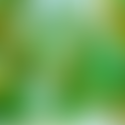 Navigating the “Illusion” of Sustainability : Greenwashing