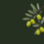 olive dark green background with a branch of green olives in the upper right corner_edited
