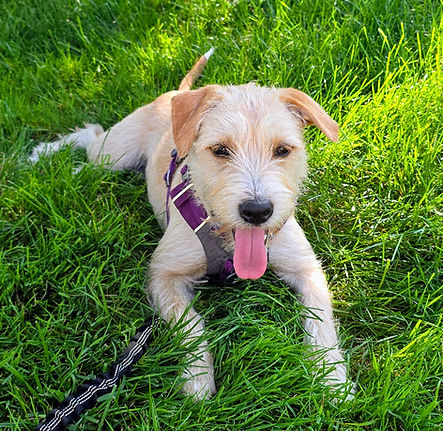 scruffy tan dog
