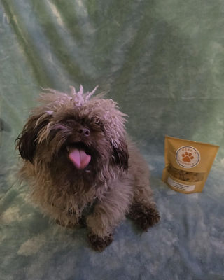Small fluffy dog with tongue out next to a bag of treats