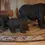 Thumbnail: The "Bear Crossing" Table Lamp with 14" Parchment  Shade