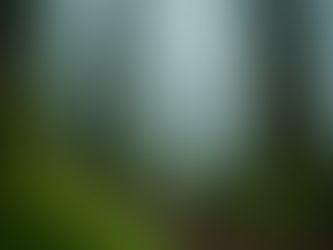 A Forest Where Time Barely Moves | Hoh Rain Forest