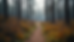 Eye-level view of a trail winding through recovering forest in Pasayten Wilderness