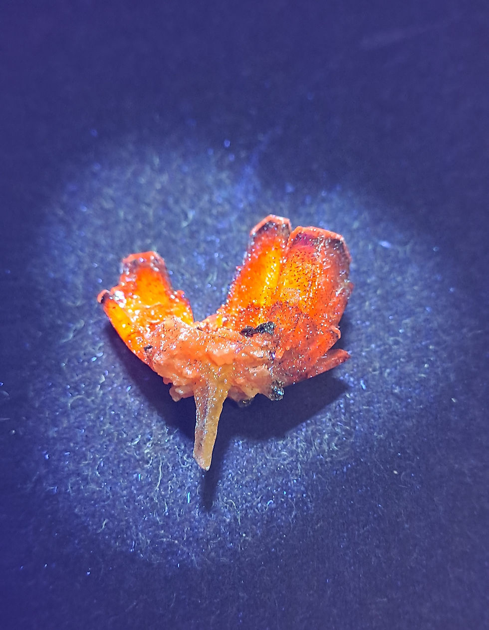 Miniatura: Calcite Árvore Sangue de Dragão