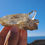 Miniatura: Hahsupi Cluster Quartz Crystal