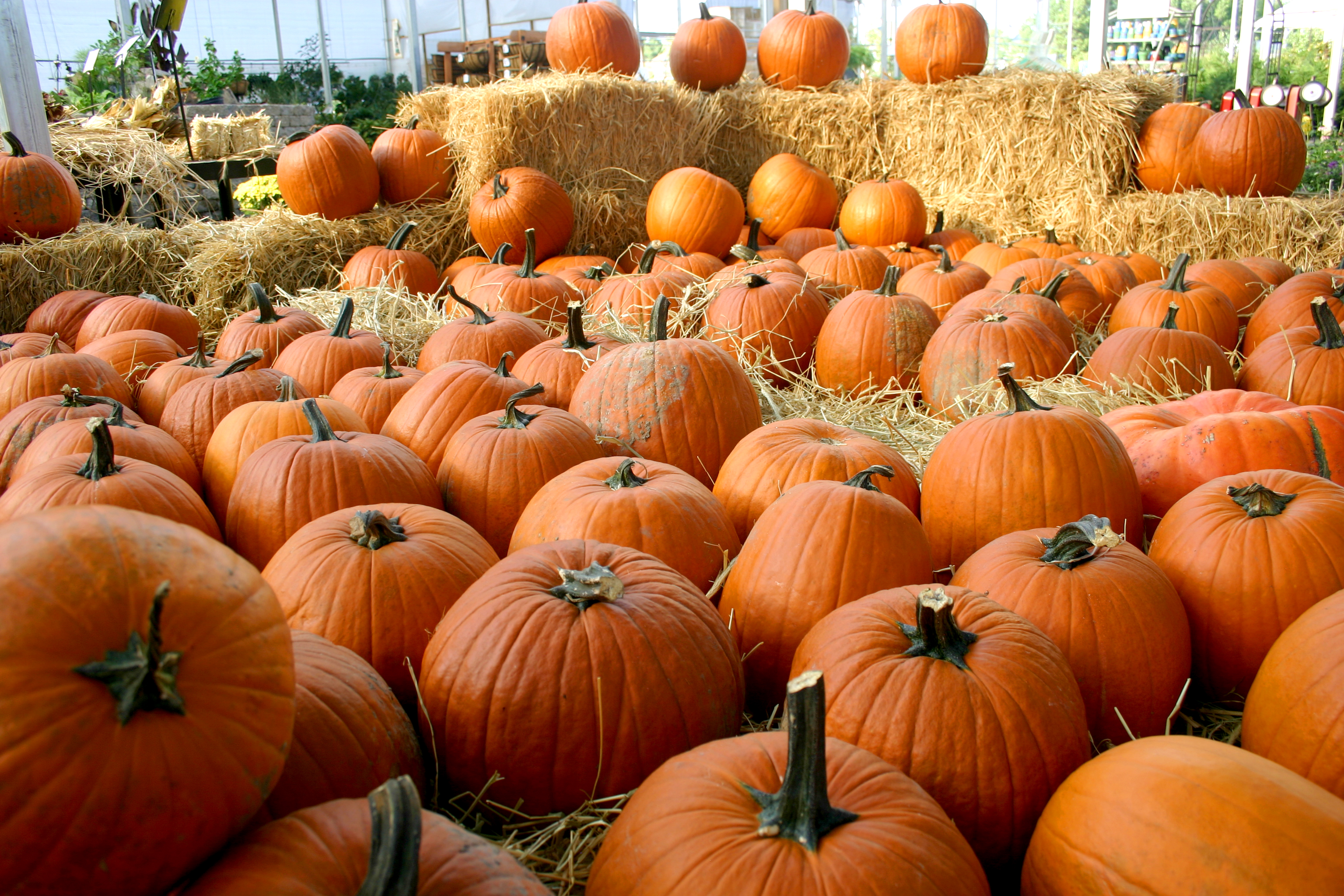 Orange pumpkins arranged together for autumn.