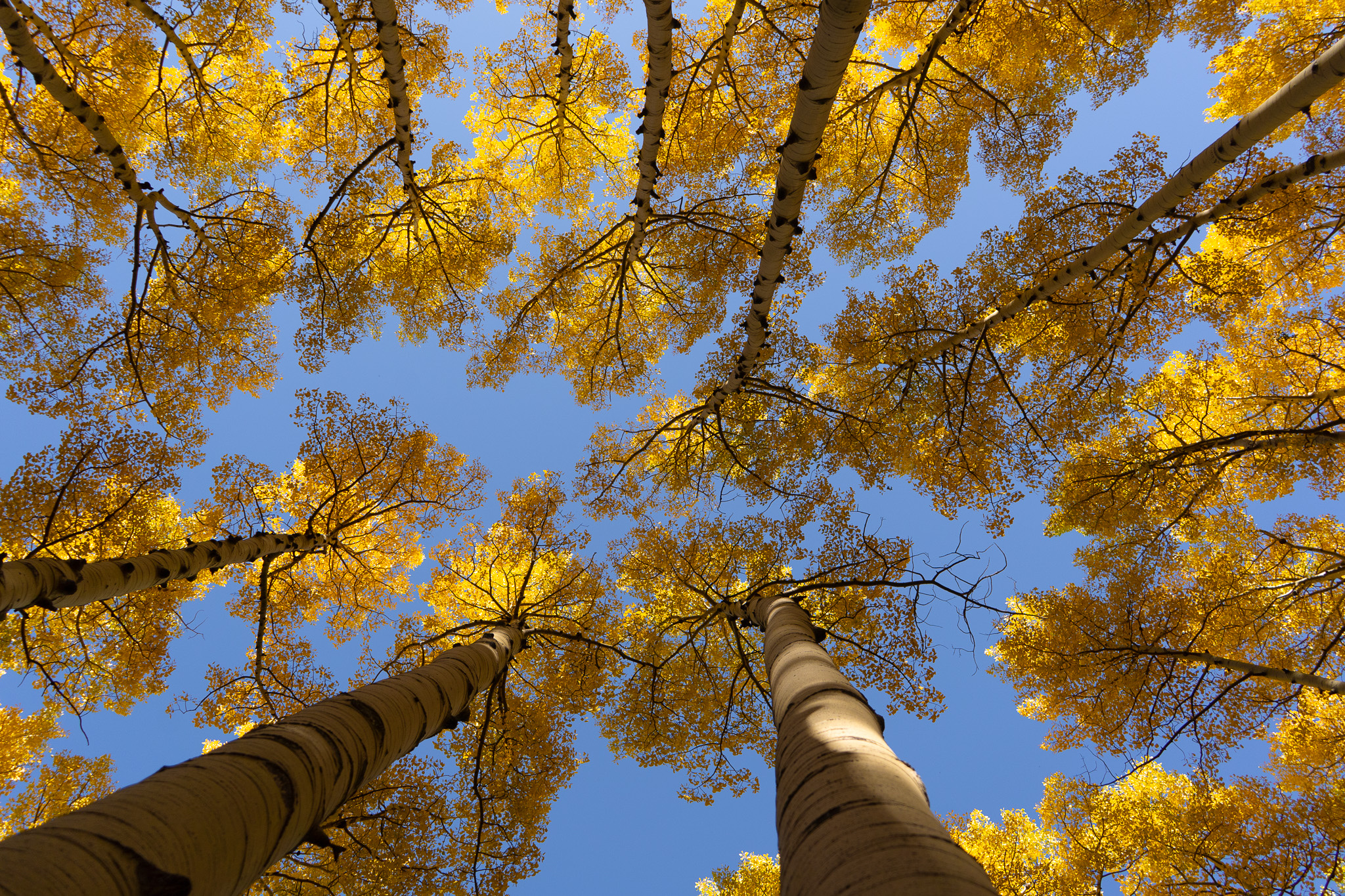 Golden aspen leaves and white trunks viewed from below at Lockett Meadow near Flagstaff