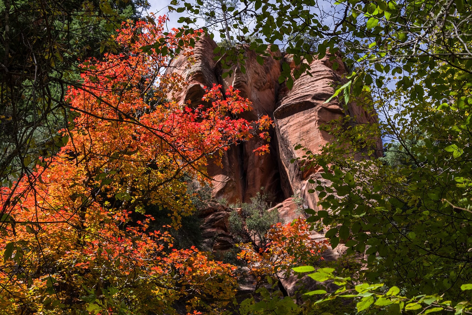 Golden fall color along West Fork of Oak Creek near Sedona