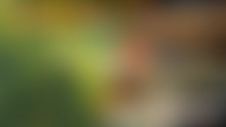 Carbonapp a construit un portefeuille de projets de contribution carbone hybride : séquestration naturelle et évitement technologique, voici pourquoi