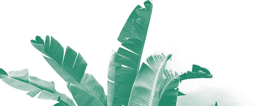 link-palm-50-percent.jpg