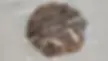 Turtle Cookie