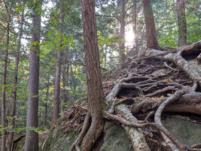 Tree roots growing over a large moss-covered boulder in a forest, symbolizing connection, adaptation, and the psyche as a living ecosystem.
