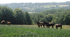 La dohianis_chevaux_prairies_0119_edited.jpg