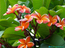 Orange-frangipani.jpg