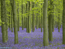 Europe nature bluebells.jpg