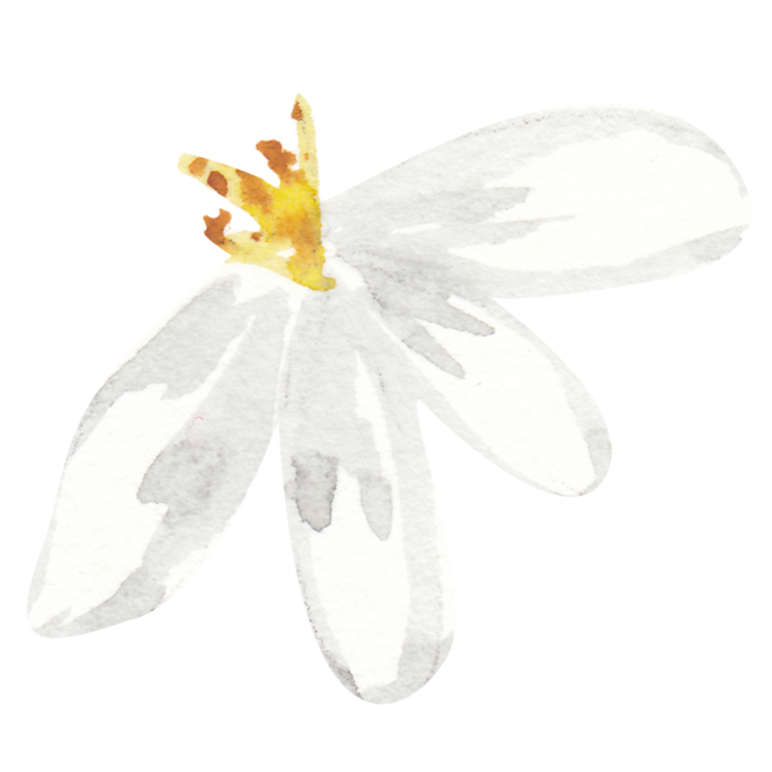 vit blomma.png