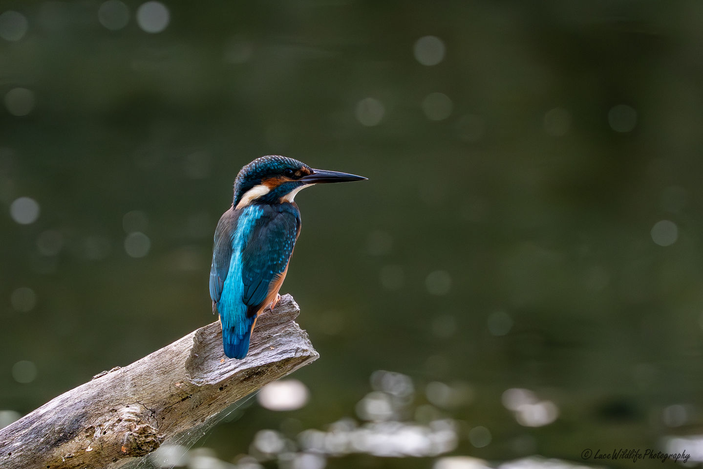 Martin-pêcheur d'Europe Alcedo atthis