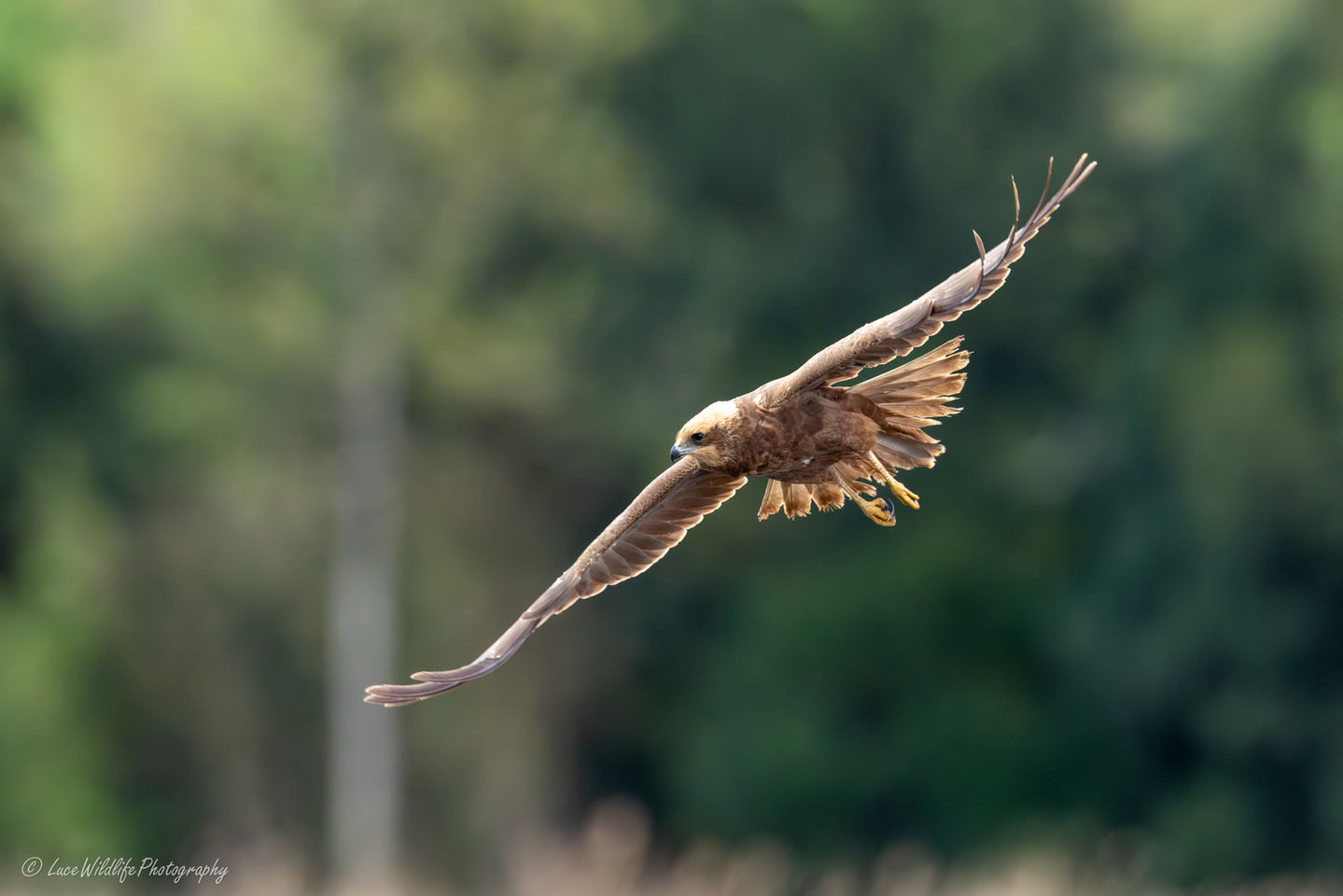 Busard des Roseaux
Circus aeruginosus