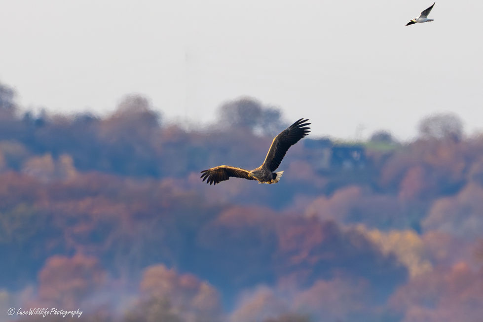 Pygargues à queue blanche
Haliaeetus albicilla