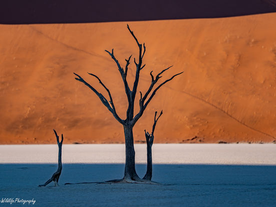 Namibia Travel Adventure 2024: Desert Landscapes, Wildlife Encounters, and Safari Dreams"