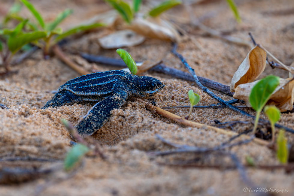 Dermochelys coriacea - Tortue Luth