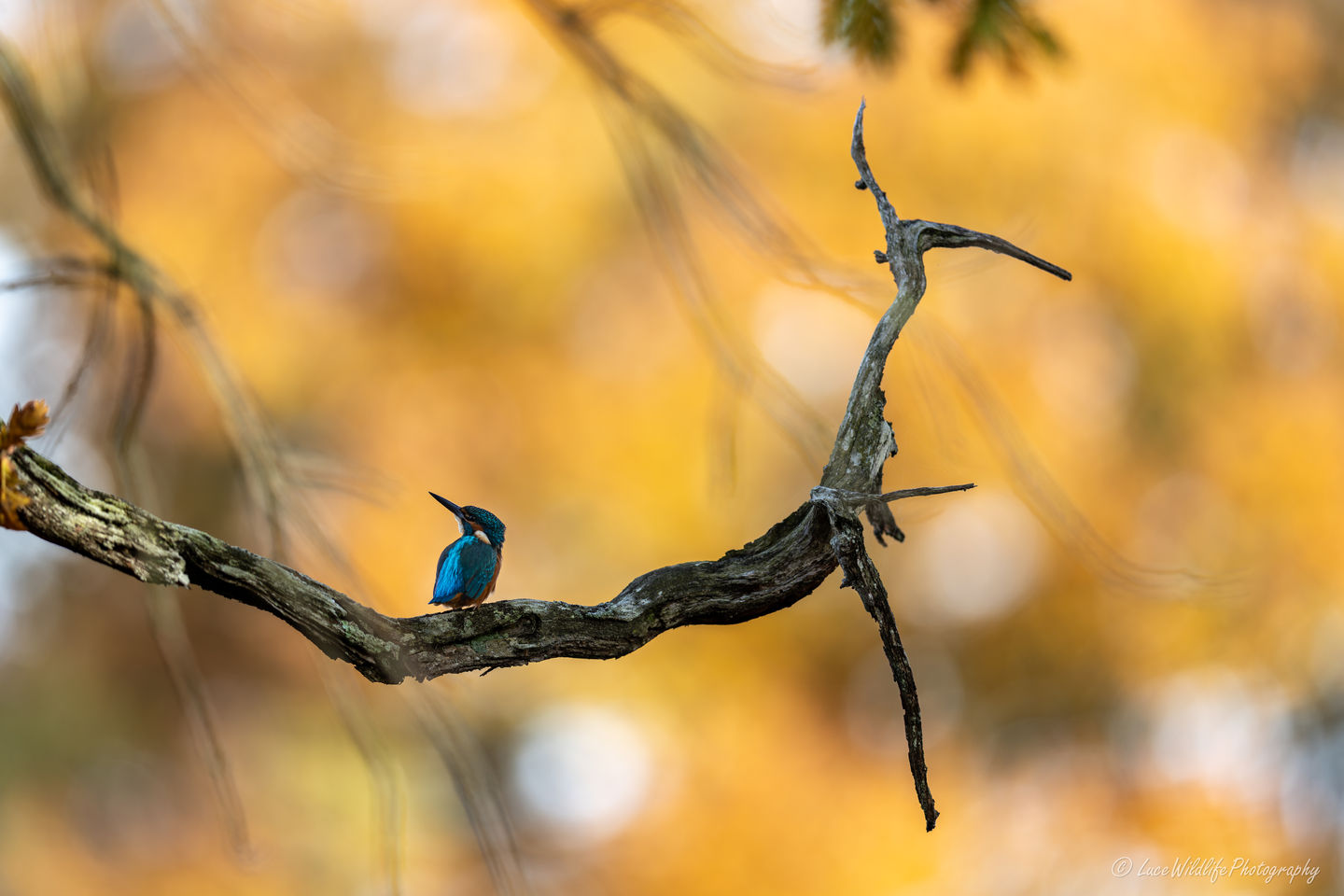 Martin-pêcheur d'Europe Alcedo atthis