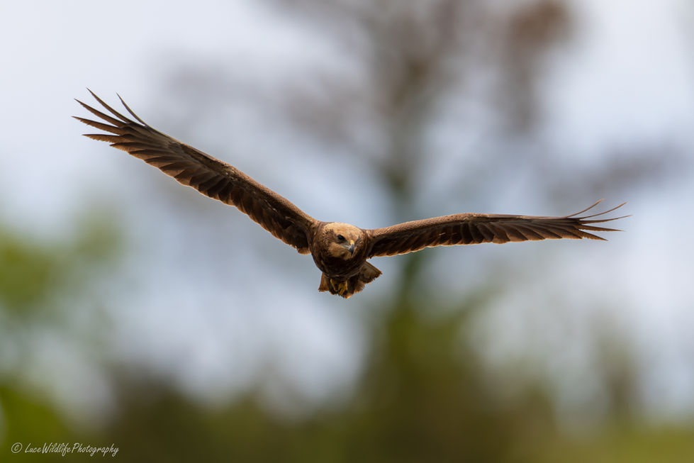Busard des Roseaux
Circus aeruginosus