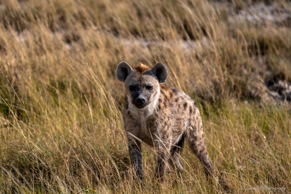 Hyena