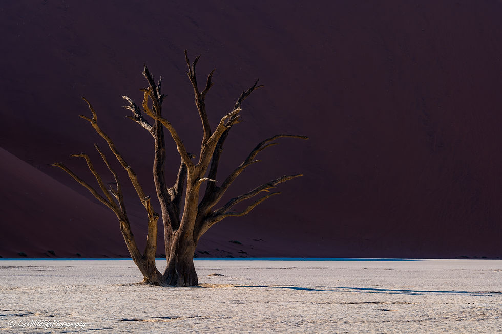 Dead Vlei