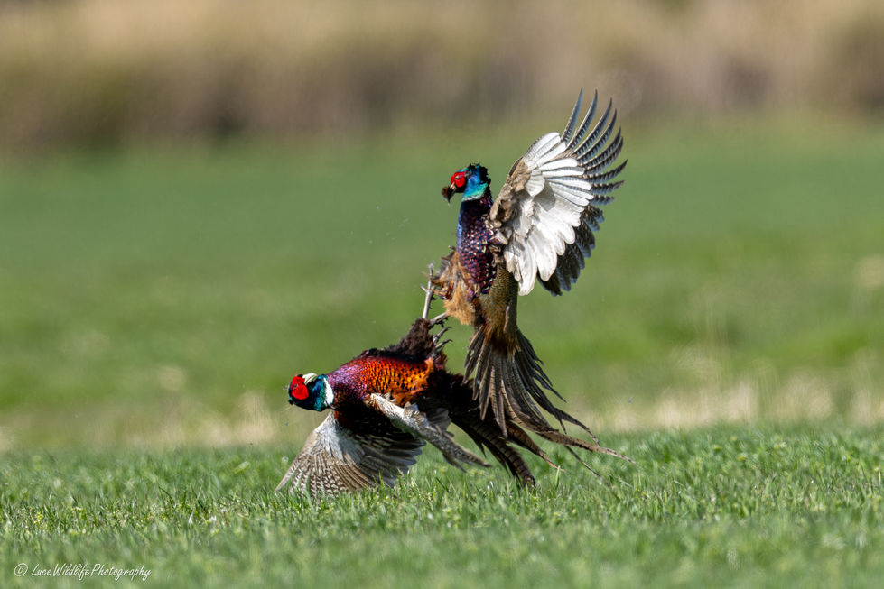 Faisan de Colchide
Phasianus colchicus