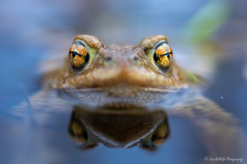 Bufo bufo
Crapaud commun
